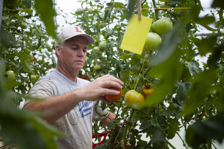 Tomato Farmer 2013